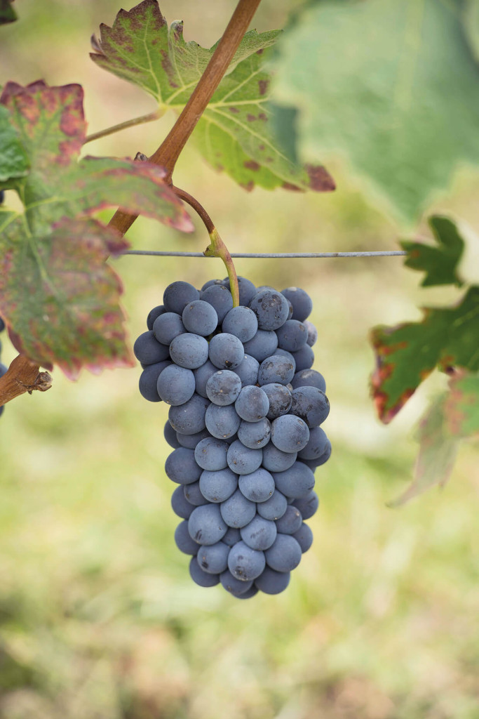 BARBERA D'ALBA CERRETO (1)