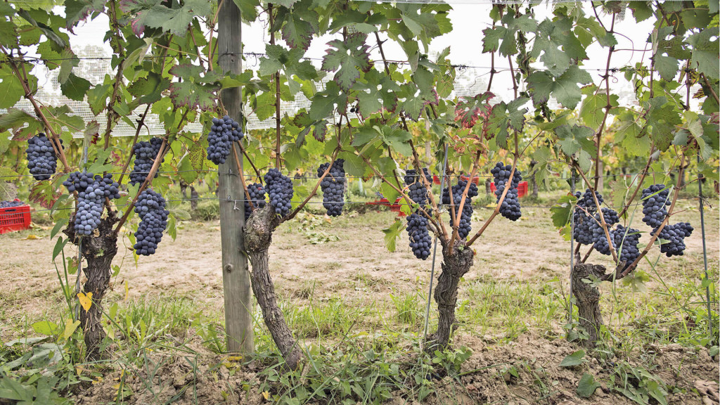 BARBERA D'ALBA CERRETO