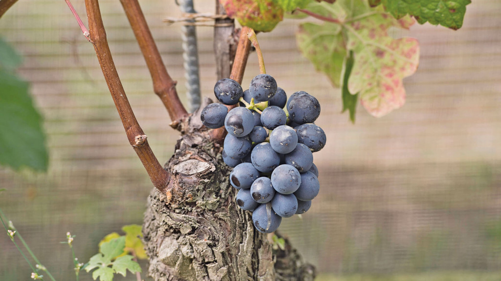 BARBERA D'ALBA POZZO ANNUNZIATA