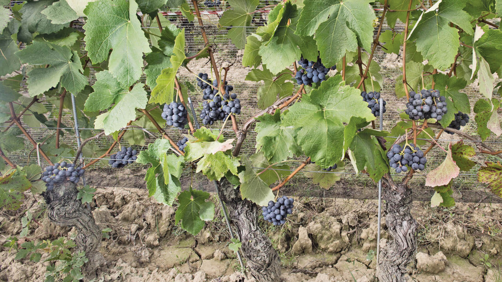 BARBERA D'ALBA POZZO DELL'ANNUNZIATA.jp