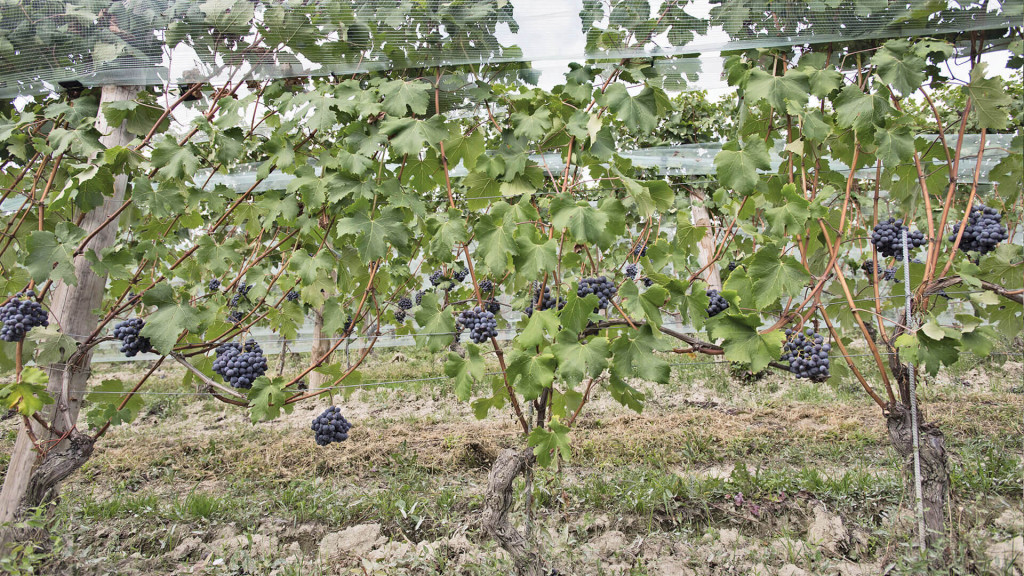 BAROLO BRUNATE