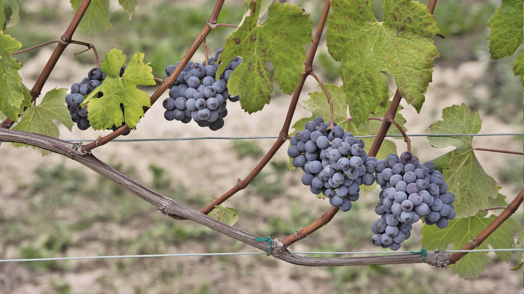 BAROLO CEREQUIO 1