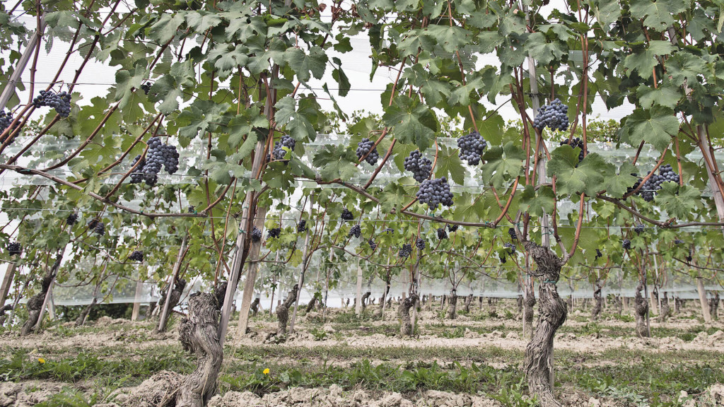 BAROLO CEREQUIO