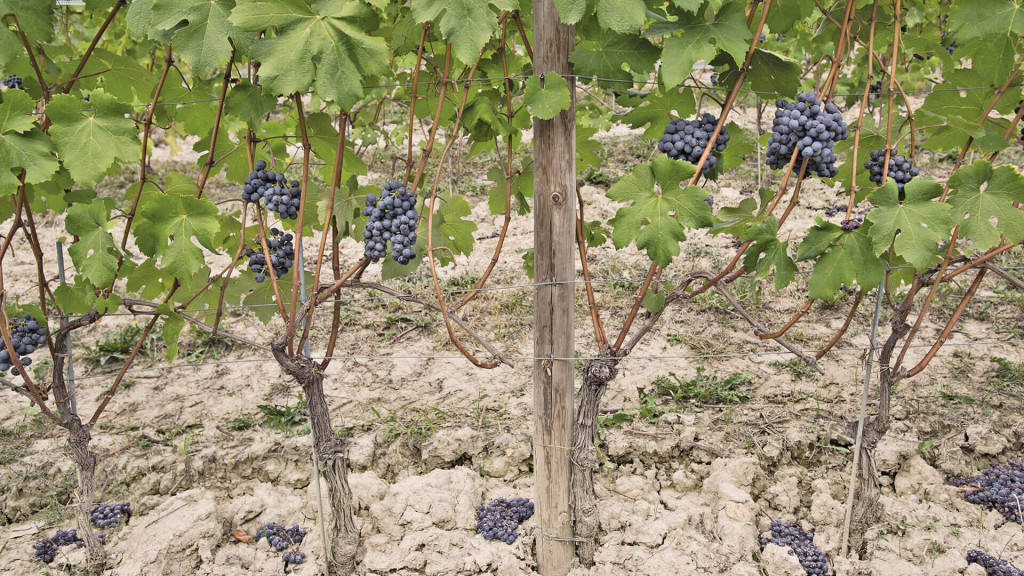 BAROLO EXTREME LA SERRA