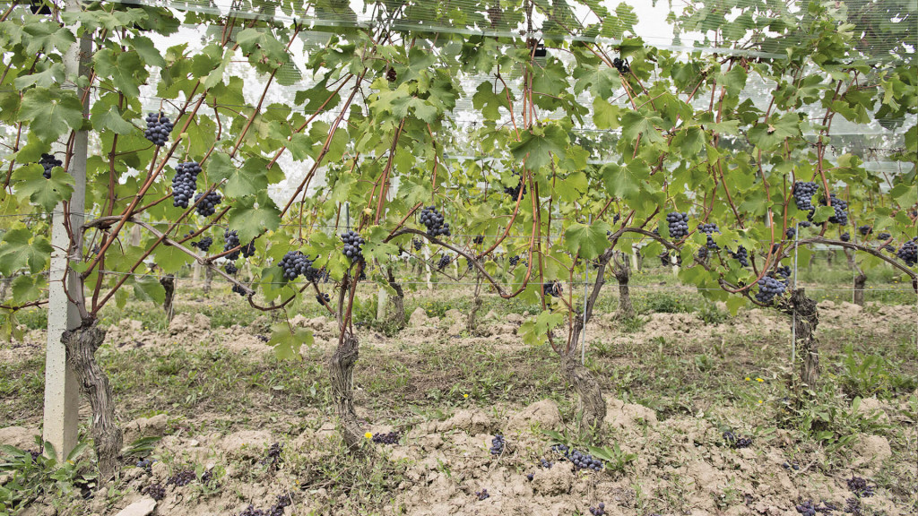 BAROLO FOSSATI