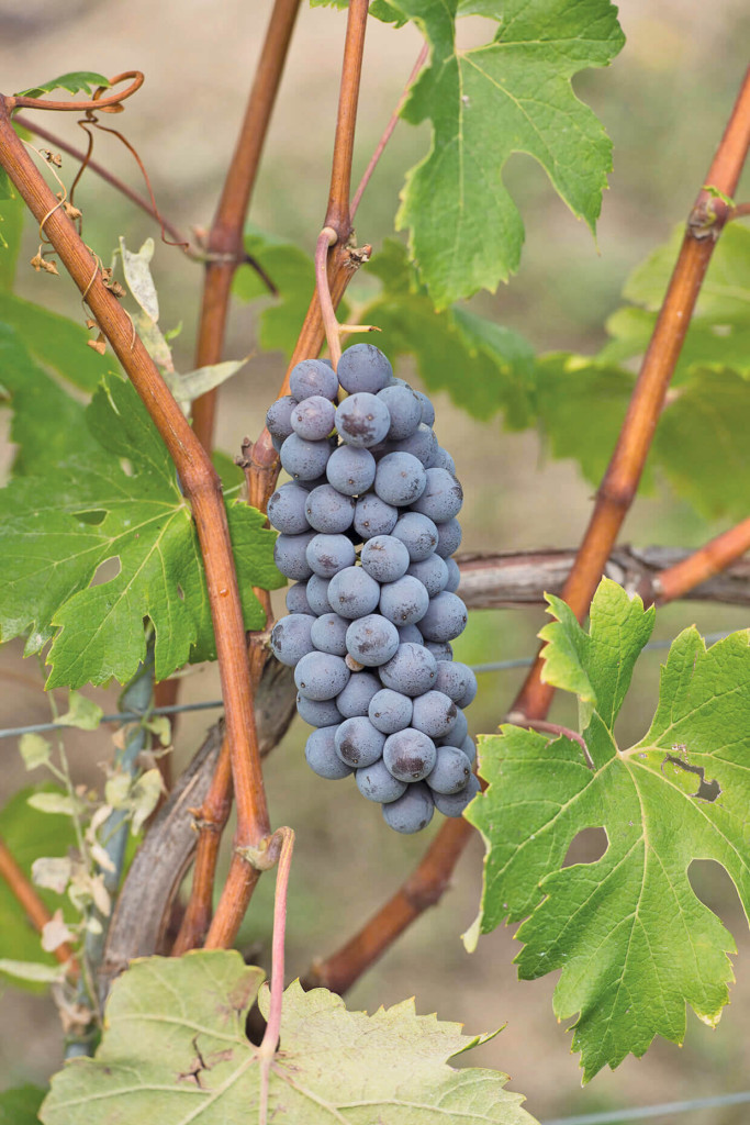 BAROLO FOSSATI(1)