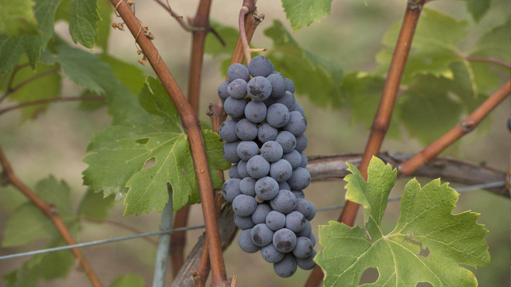 BAROLO LA MORRA (1)