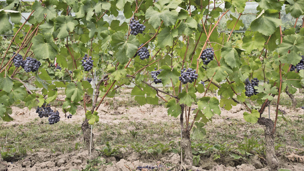 BAROLO LA SERRA (2)