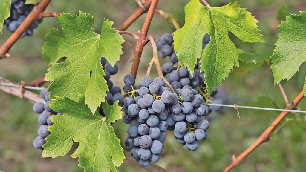 BAROLO ROCCHE DELL'ANNUNZIATA