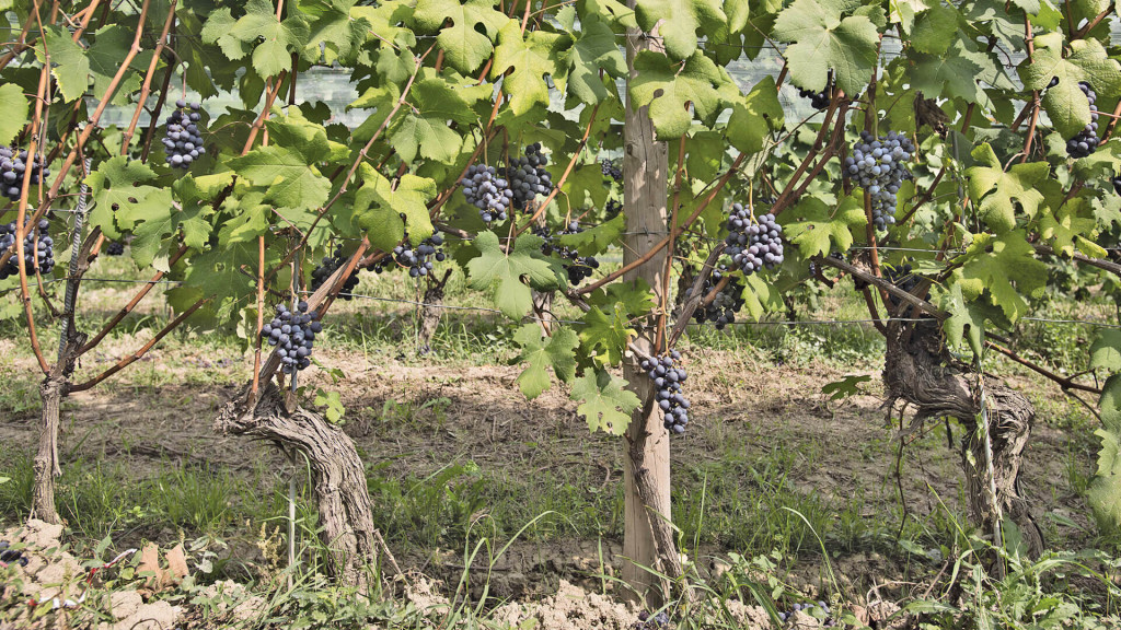 BAROLO ROCCHE DELL'ANNUNZIATA.jp