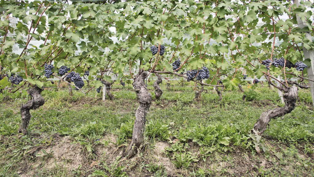 BAROLO TORRIGLIONE