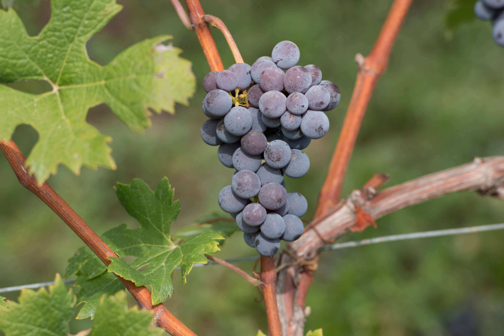 BAROLO TORRIGLIONE (2)