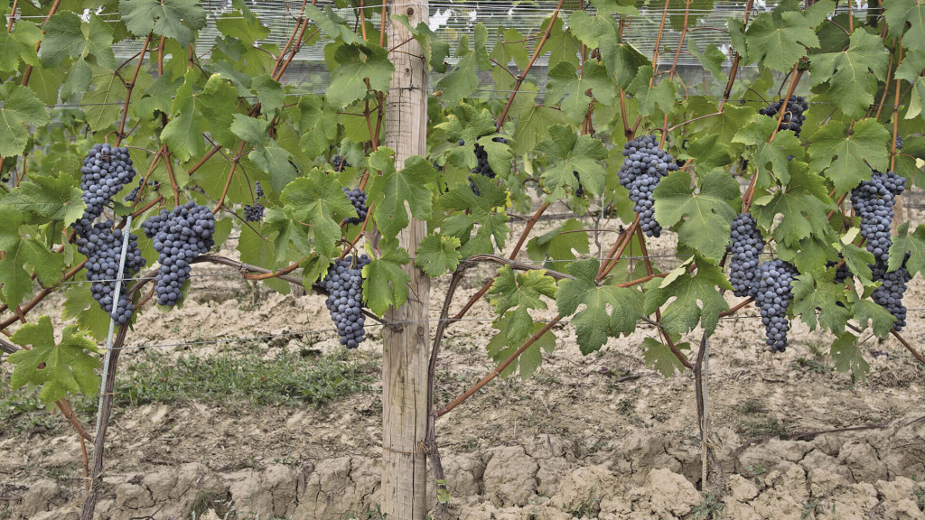 LANGHE NEBBIOLO DI S.FRANCECSO
