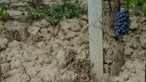 PHOTO_CLUSTER_ROBERTO VOERZIO