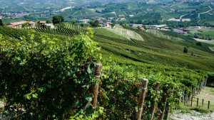 FOTO VIGNETI ROBERTO VOERZIO